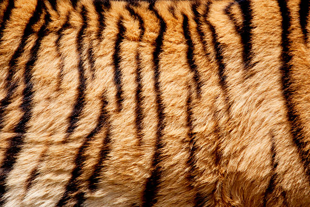 istock Closeup of Tiger Fur 528392677