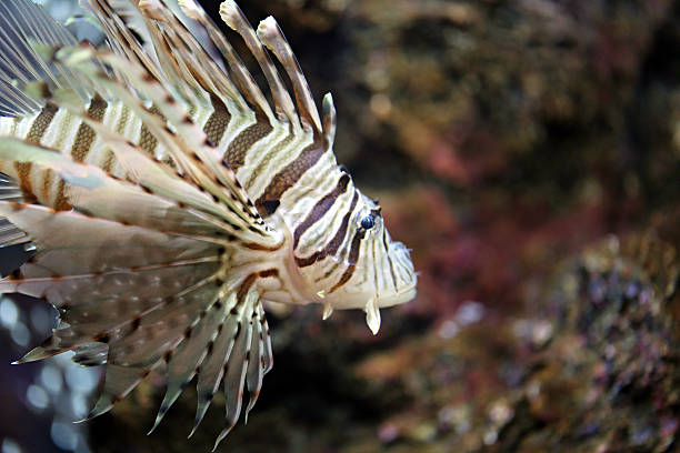 istock Focus the Lionfish and dangerous. 528393635