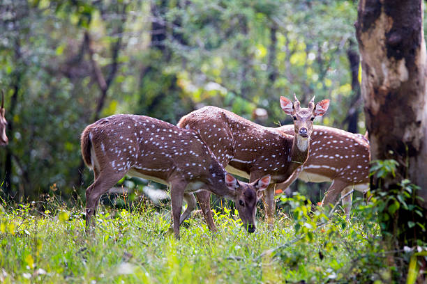 istock Spotted deers on a sunny day 528393967