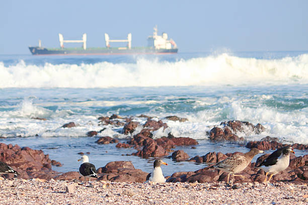 istock seagulls take a rest on shore in Antofagasta 528394321