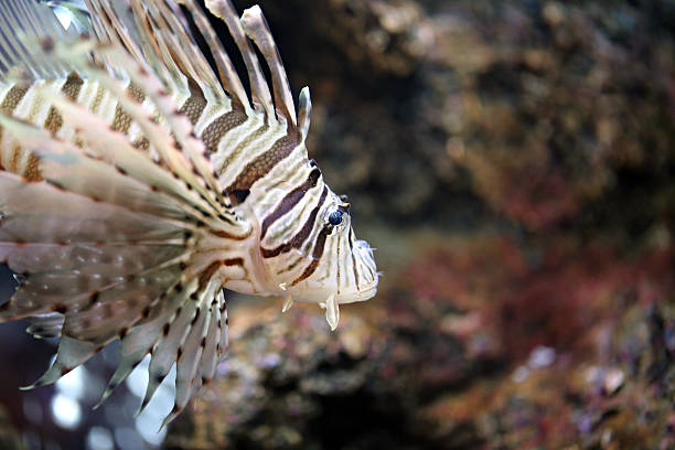 istock Focus the Lionfish and dangerous. 528394505