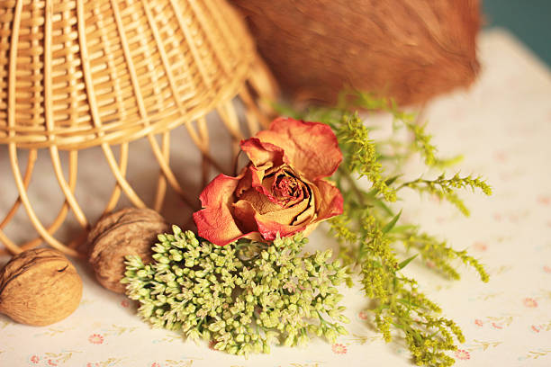 still life with dry plants