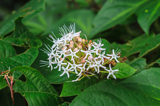 istock beautiful wild flower in forest 528394747