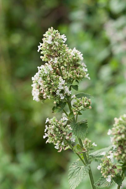 istock Nepeta; catnip in bloom 528410283
