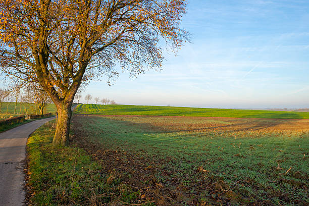 istock Road along a field at sunrise in autumn 528410381