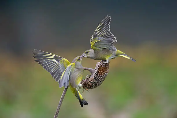 Greenfinch fighting over a sunflower