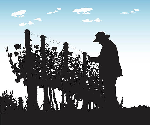 Pruning An elderly woman prunes grapes for the wine harvest. grape pruning stock illustrations