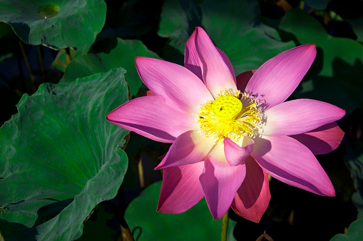 Lotus flower and Lotus flower plants,Thailand