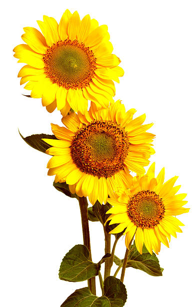 istock Bouquet of sunflowers 528413573