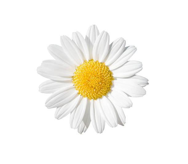 daisy - isolated on white photos et images de collection