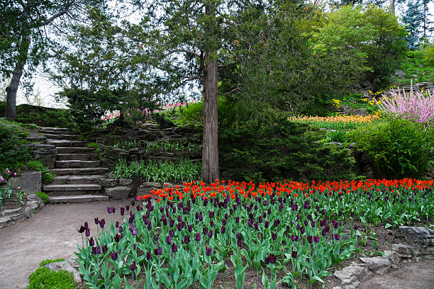 istock Tulips in the Rock Garden 528415133