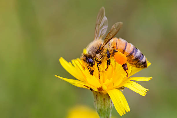 istock Honey Bee collecting nectar and pollen on a yellow flower. 528415308