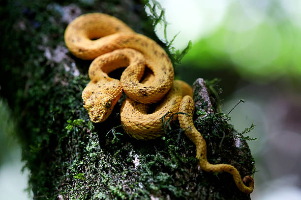 아이래쉬바이퍼 안정 나무 위 - eyelash viper 뉴스 사진 이미지