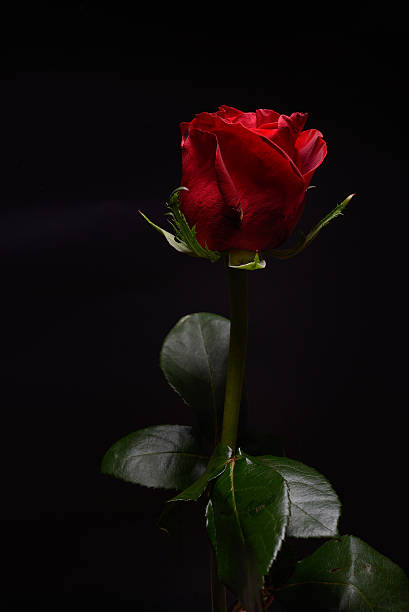 istock Beautiful red rose with strong contrast on black background 528415686
