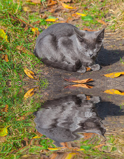 istock little kitten playing on the grass reflected in water 528415760