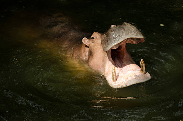 istock Hippopotamus showing huge jaw and teeth 528416379