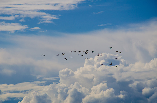 ducks fly above the clouds