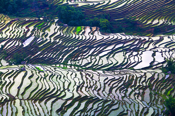 arroz com terraço campos, china - hani imagens e fotografias de stock