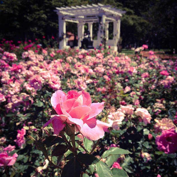 rosas cor de rosa, buenos aires, argentina - buenos aires argentina palermo buenos aires south america - fotografias e filmes do acervo