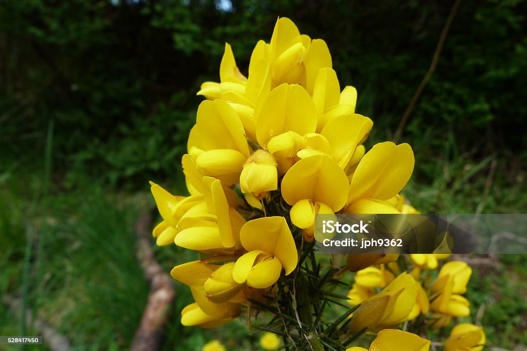 Tojo flores - Foto de stock de Arbusto royalty-free