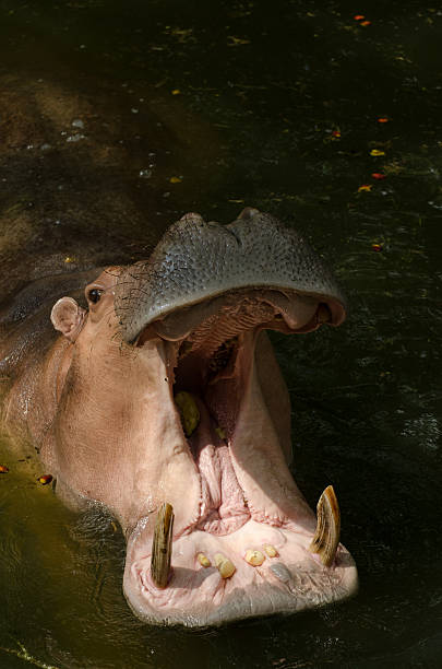 istock Hippopotamus showing huge jaw and teeth 528417467