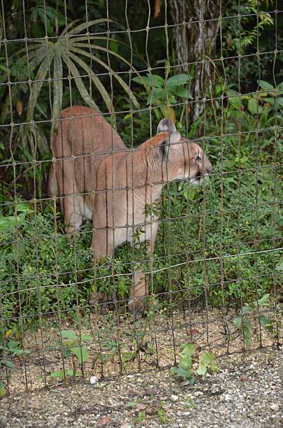 istock Puma Standing at Edge of Enclosure 528417515