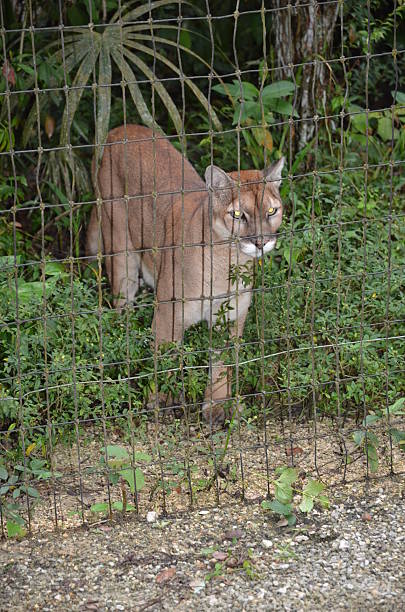 istock Puma Standing at Edge of Enclosure 528417519