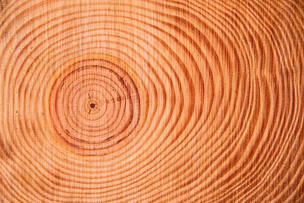 istock The rings of the pine tree 528417801
