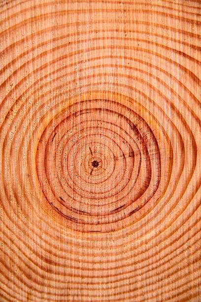 istock The rings of the pine tree 528417803