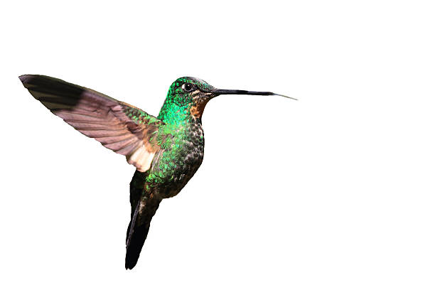istock Tyrian Metaltail 528417938