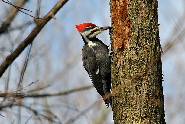 mężczyzna pileated woodpecker-buszować - pileated woodpecker animal beak bird zdjęcia i obrazy z banku zdjęć