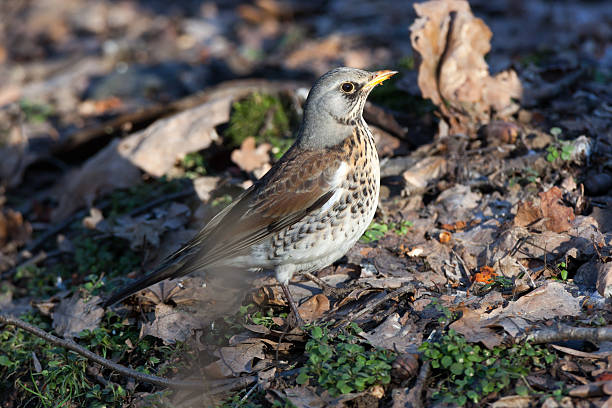 istock Turdus pilaris, Fieldfare. 528418245