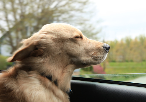 Dog riding in a car with head out of the window
