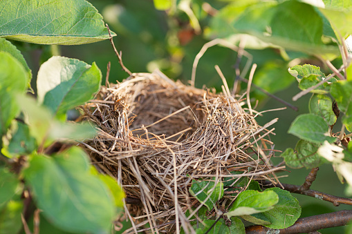 Empty bird nest on a tree branch covered with green leaves