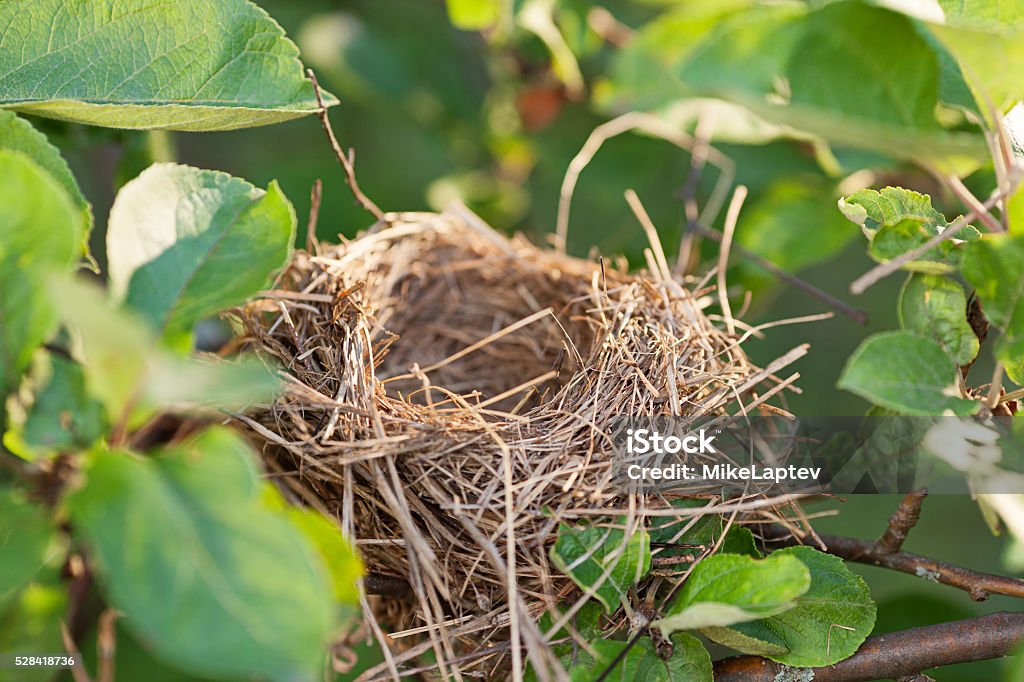 Empty nest on the branch Empty bird nest on a tree branch covered with green leaves Bird's Nest Stock Photo