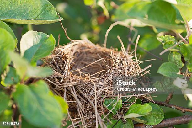Empty Nest On The Branch Stock Photo - Download Image Now - Bird's Nest, Animal Nest, Empty