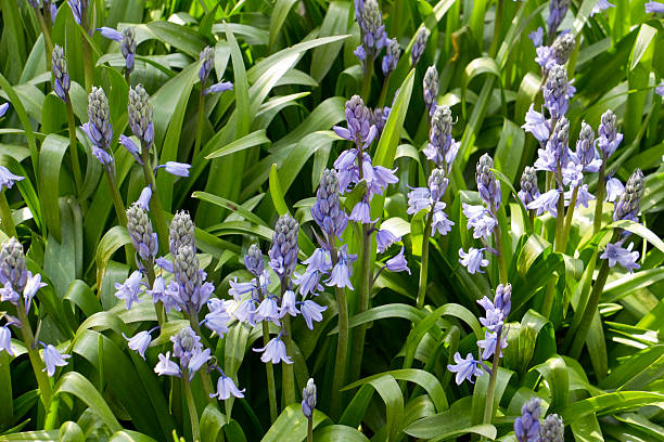 istock Bluebells in a garden border in spring 528419640