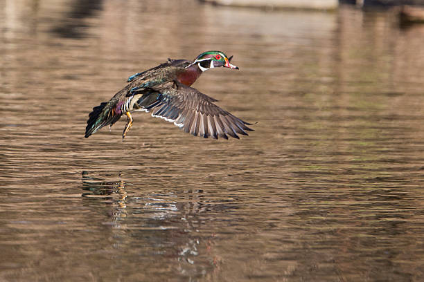 istock Wood duck drake in flight 528420126
