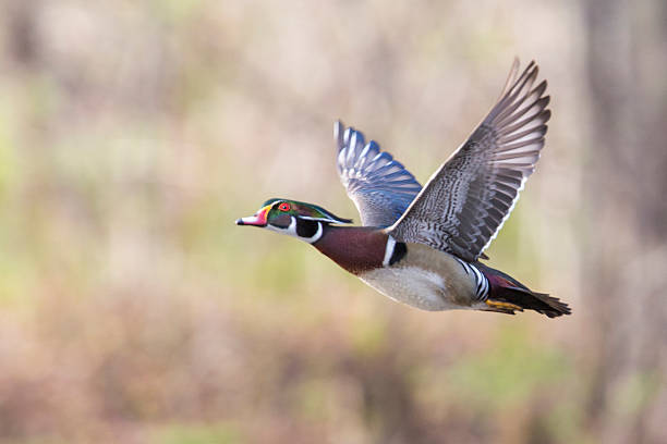 istock Wood duck drake in flight 528420198