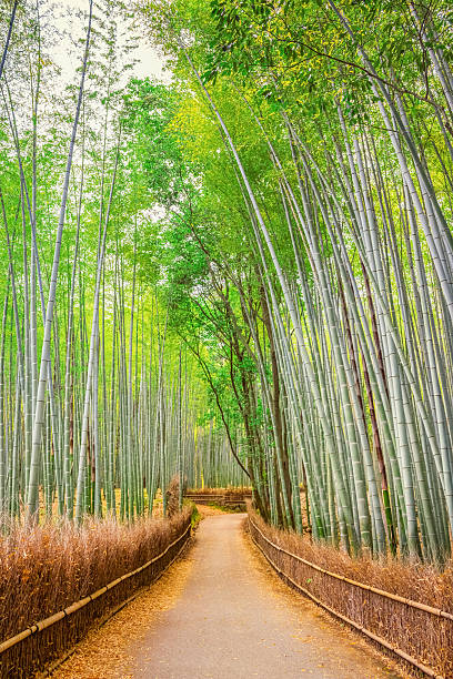 istock Bamboo Forest in Sagano Kyoto Japan 528420676