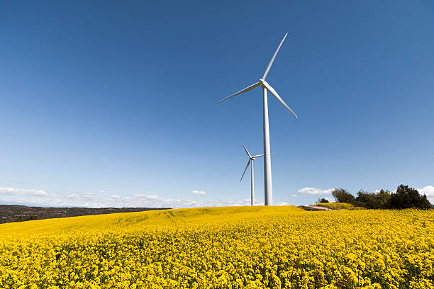 istock Wind Turbines and Flower Fields on a Sunny Day 528420768