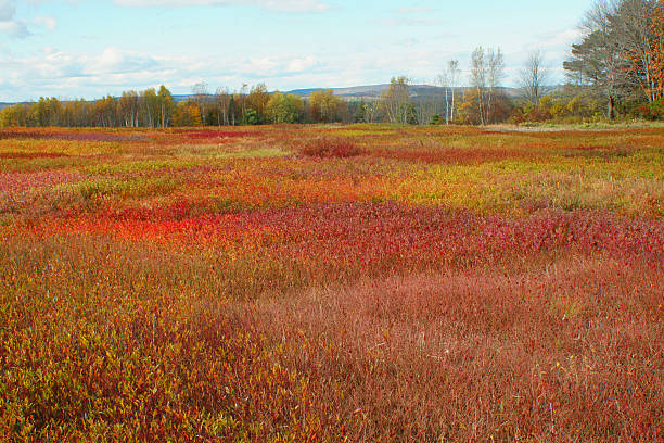 istock Maine Blueberry patch,Blueberry Barrens 528421728