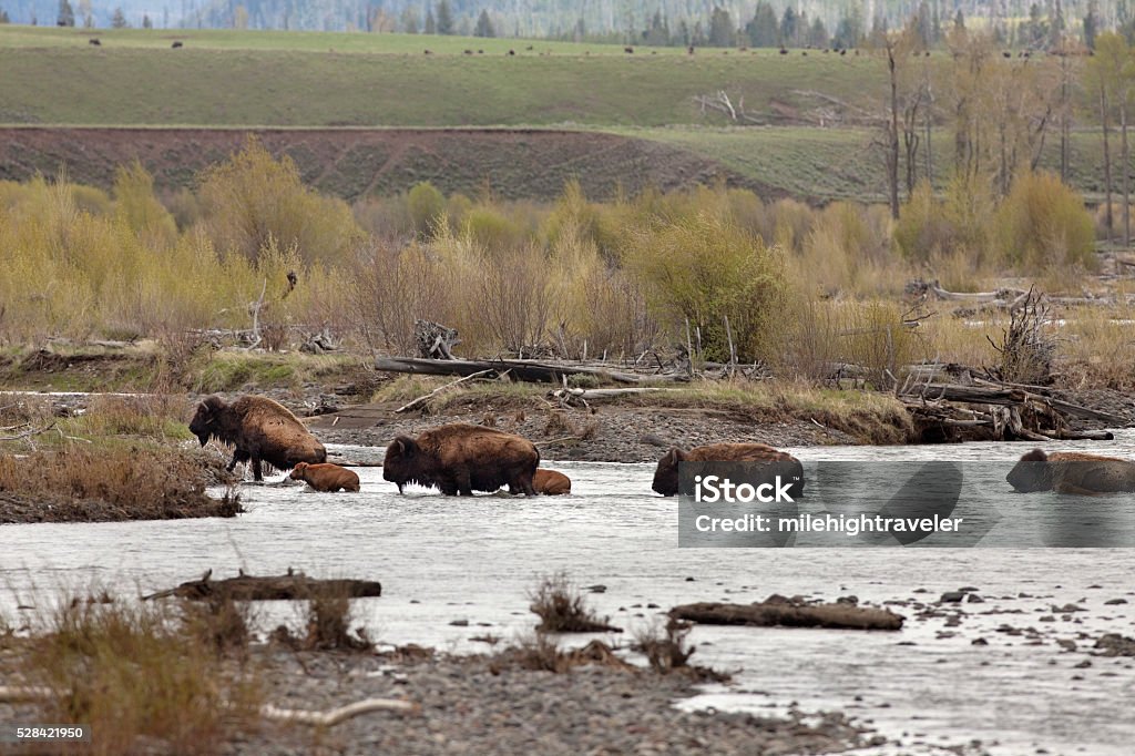 Bison with calves swim Lamar River Yellowstone National Park Wyoming On a spring morning in the Lamar Valley, a bison herd with females protect their calves from the current while swimming across and climbing out of the Lamar River in Yellowstone National Park, Wyoming. American Bison Stock Photo