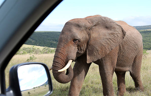 istock Wild African Bull Elephant Walking Past Car 528422236