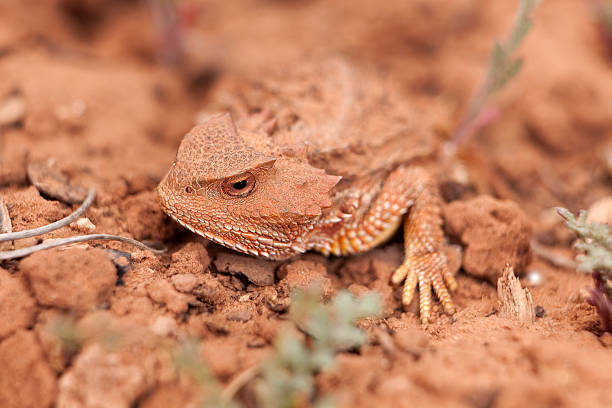 istock Camouflaged wild desert horned lizard Cedar Mesa Utah 528422432