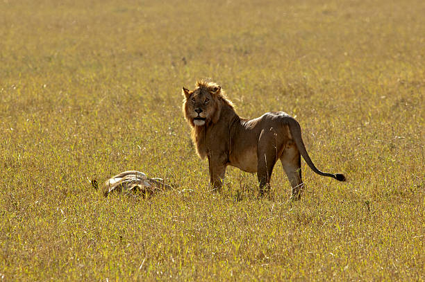 istock Lions on the open plain, Masai Mara Game Reserve, Kenya 528422516