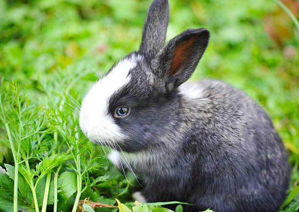 istock Funny baby rabbit in grass 528422544