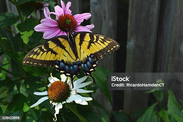 Swallowtail Butterfly And Coneflowers Stock Photo - Download Image Now - Butterfly - Insect, Coneflower, Feeding