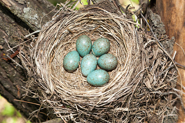 istock Turdus pilaris, Fieldfare. 528422909