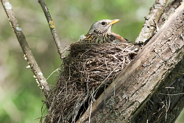 istock Turdus pilaris, Fieldfare. 528422911